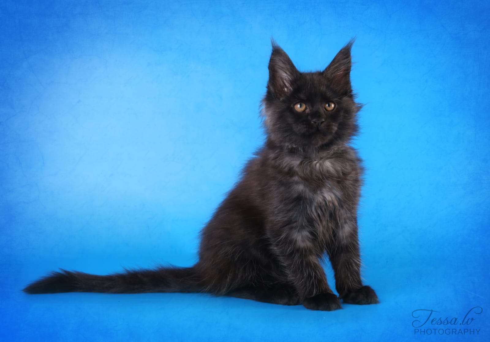 BATIJA GRANDE LINCI*LV